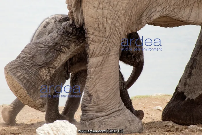 : Baby Elephants in Etosha N.P. Namibia like to play by their : Baby Elephants in Etosha N.P. Namibia like to play by their