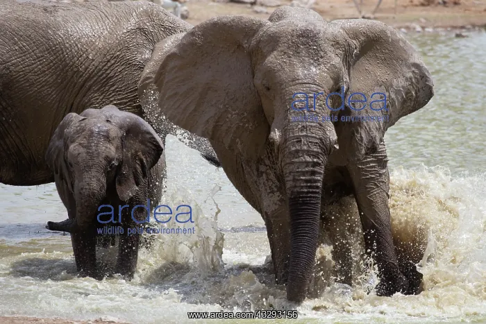 : Baby Elephants in Etosha N.P. Namibia like to play with thei : Baby Elephants in Etosha N.P. Namibia like to play with thei