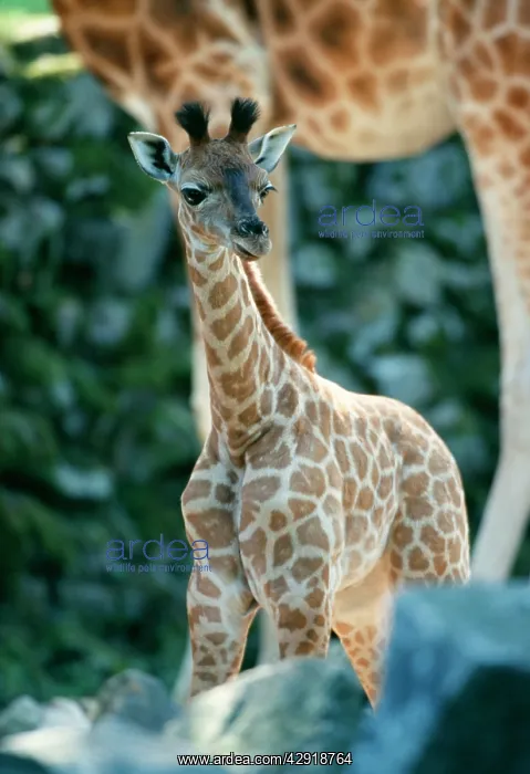 : BABY GIRAFFE - with adult behind, captive : BABY GIRAFFE - with adult behind, captive