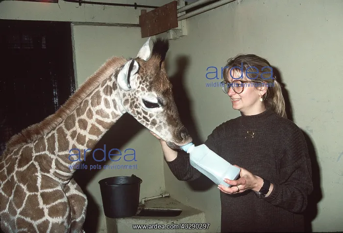 : BABY GIRAFFE - Being bottle fed, two weeks old : BABY GIRAFFE - Being bottle fed, two weeks old