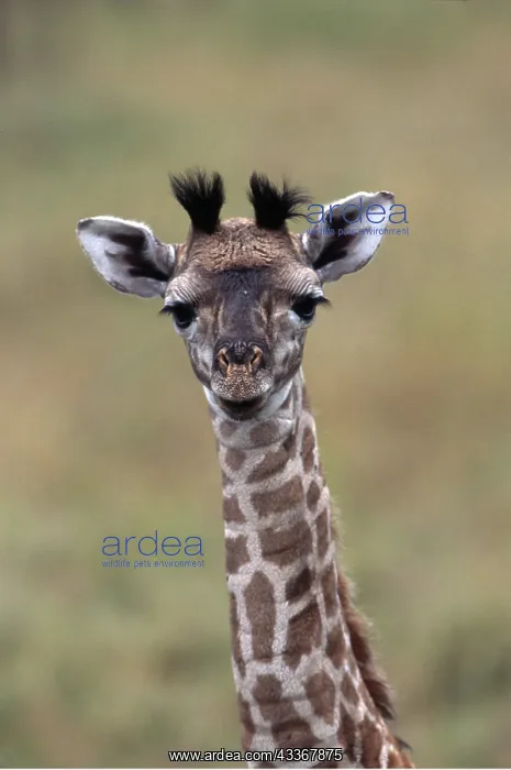 : BABY GIRAFFE - close-up of head and neck : BABY GIRAFFE - close-up of head and neck