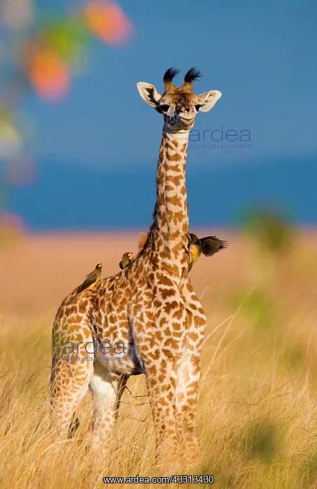: Baby giraffe (Giraffa camelopardalis tippelskirc : Baby giraffe (Giraffa camelopardalis tippelskirc
