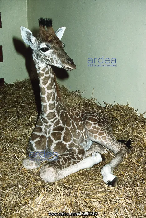 : BABY GIRAFFE - two weeks old, sitting in zoo : BABY GIRAFFE - two weeks old, sitting in zoo
