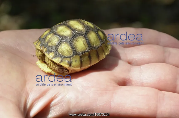 : Baby Gopher Tortoise : Baby Gopher Tortoise