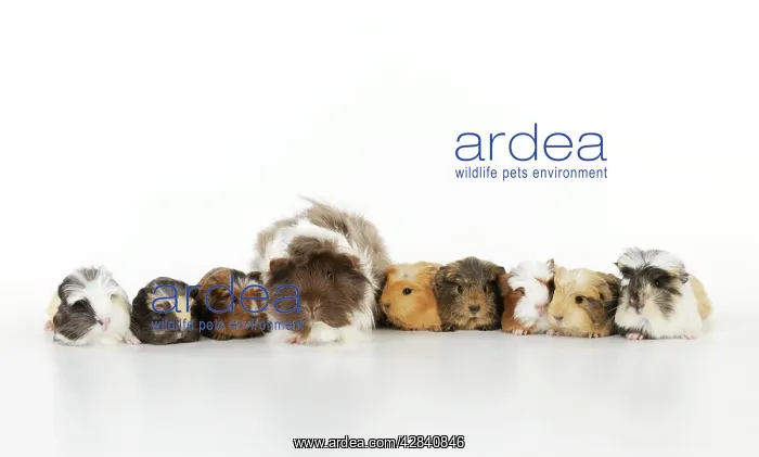  : Baby guinea pigs with adult