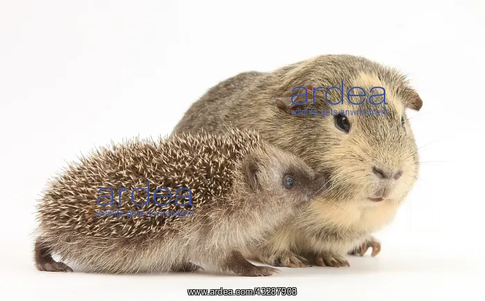 : Baby Hedgehog and Guinea pig : Baby Hedgehog and Guinea pig