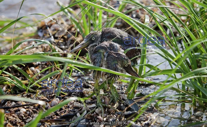 : Baby herons on Barrier Island : Baby herons on Barrier Island