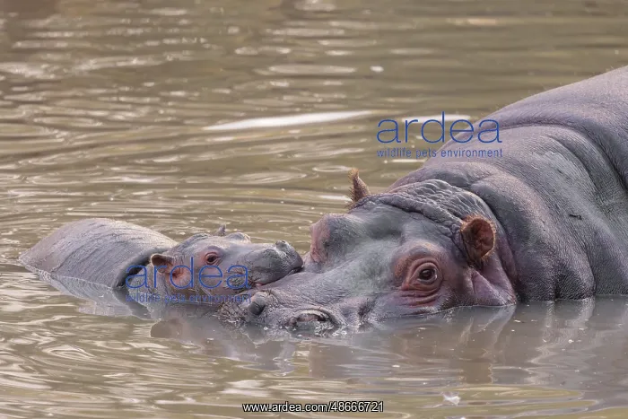 : A baby hippopotamus (Hippopotamus amphibius) and its mother : A baby hippopotamus (Hippopotamus amphibius) and its mother