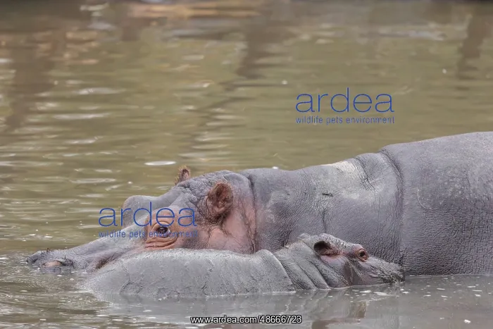 : A baby hippopotamus (Hippopotamus amphibius) and its mother : A baby hippopotamus (Hippopotamus amphibius) and its mother