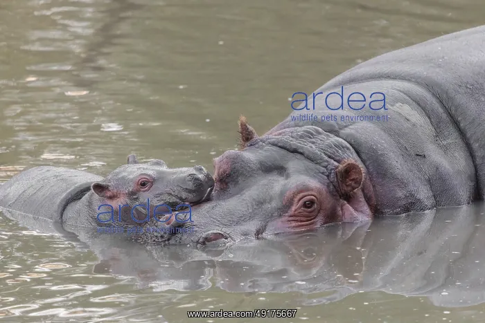 : A baby hippopotamus (Hippopotamus amphibius) and its mother resting in a river : A baby hippopotamus (Hippopotamus amphibius) and its mother resting in a river