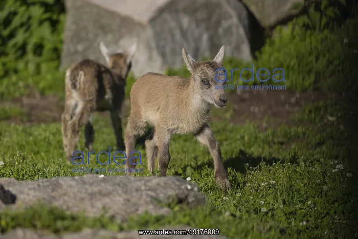 : Two baby ibex (Capra ibex) playing between rocks : Two baby ibex (Capra ibex) playing between rocks