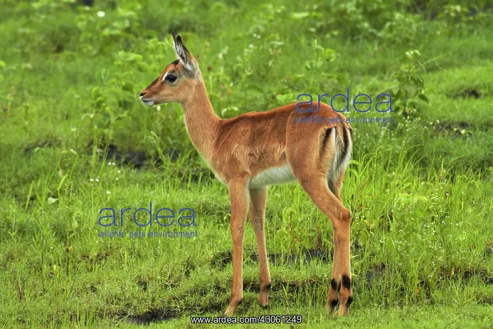 : Baby Impala (Aepyceros melampus melampus) : Baby Impala (Aepyceros melampus melampus)