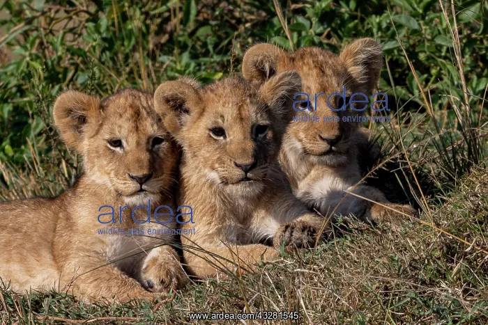 : BABY LION. Afrique, Afrique de l'Est, Kenya, Rceserve nationale du Masai Mara : BABY LION. Afrique, Afrique de l'Est, Kenya, Rceserve nationale du Masai Mara