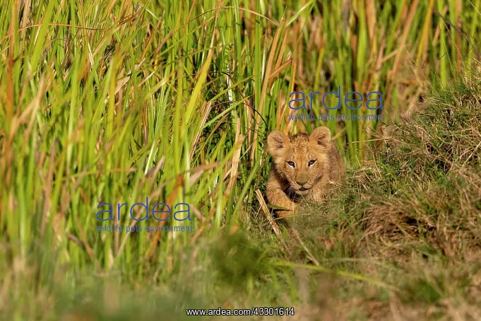 : BABY LION. Afrique, Afrique de l'Est, Kenya, Rceserve nationale du Masai Mara : BABY LION. Afrique, Afrique de l'Est, Kenya, Rceserve nationale du Masai Mara