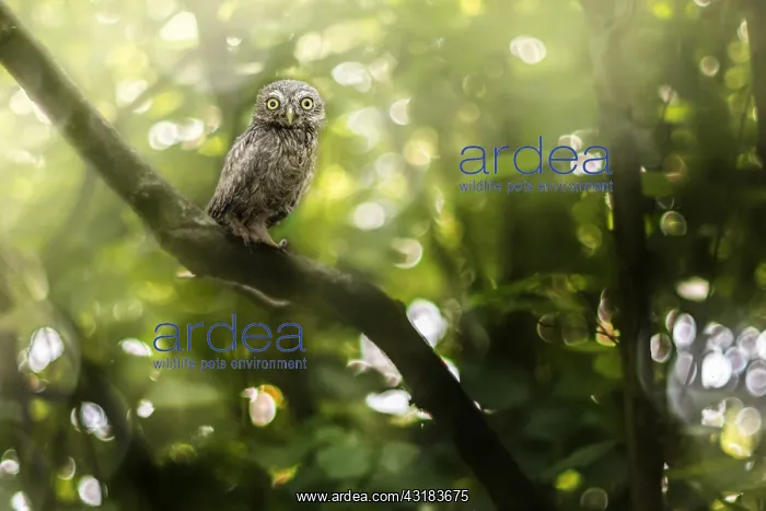 : Baby Little owl (Athene noctua) on branch, Pomponesco : Baby Little owl (Athene noctua) on branch, Pomponesco