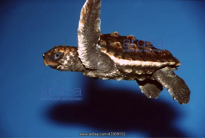 : BABY LOGGERHEAD TURTLE - swims in aquarium : BABY LOGGERHEAD TURTLE - swims in aquarium