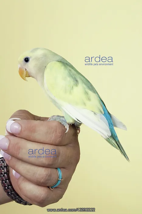 : Baby Lovebird : Baby Lovebird