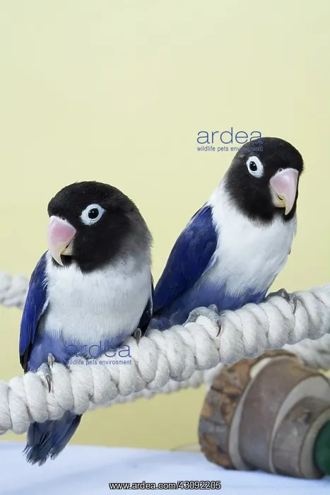 : Baby Lovebirds : Baby Lovebirds