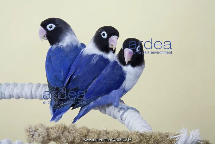 : Baby Lovebirds : Baby Lovebirds