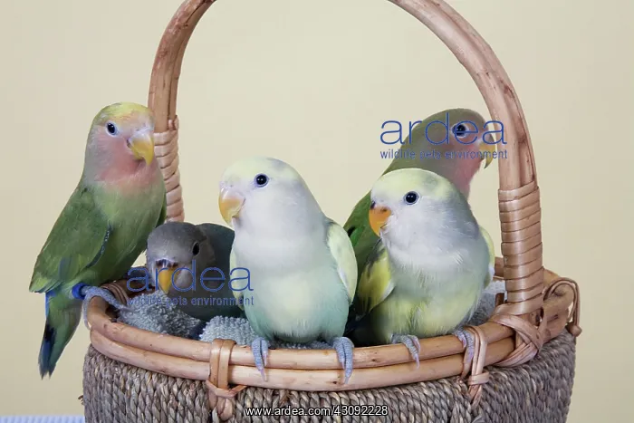 : Baby Lovebirds : Baby Lovebirds