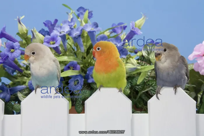: Three Baby Lovebirds : Three Baby Lovebirds