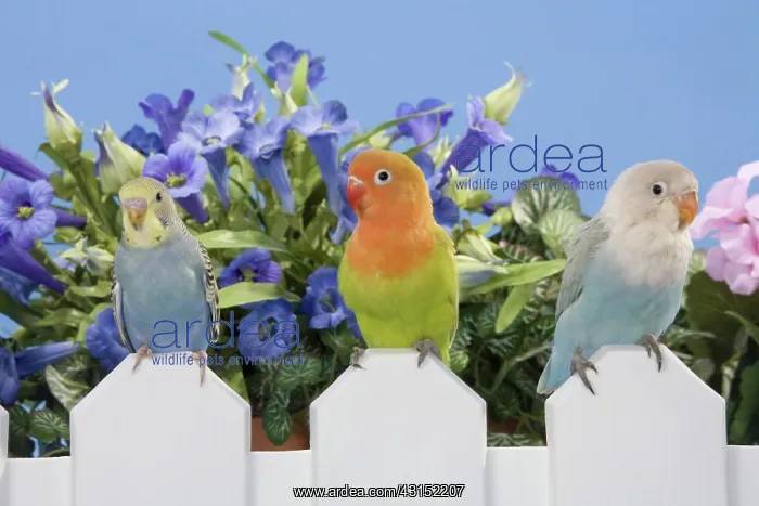 : Baby Lovebirds and Budgie : Baby Lovebirds and Budgie