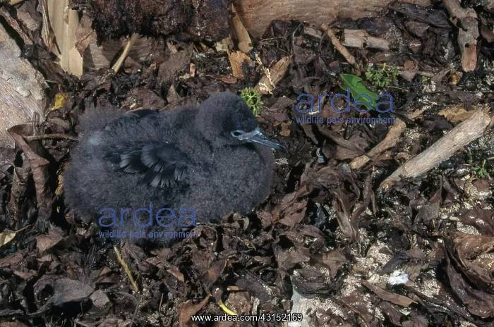 : Baby Mutton Bird : Baby Mutton Bird