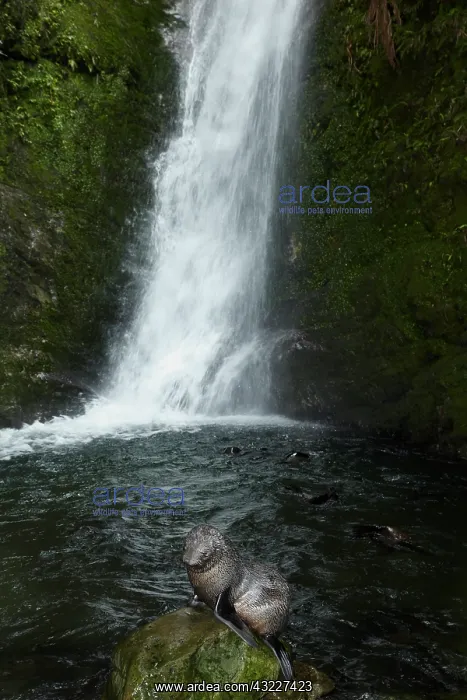 : Baby New Zealand Fur Seal (Arctocephalus : Baby New Zealand Fur Seal (Arctocephalus