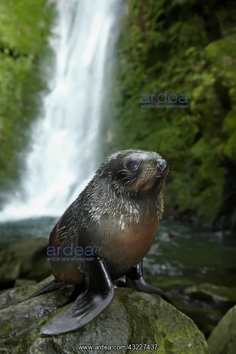 : Baby New Zealand Fur Seal (Arctocephalus : Baby New Zealand Fur Seal (Arctocephalus