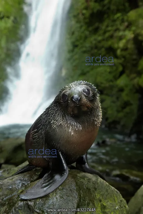 : Baby New Zealand Fur Seal (Arctocephalus : Baby New Zealand Fur Seal (Arctocephalus