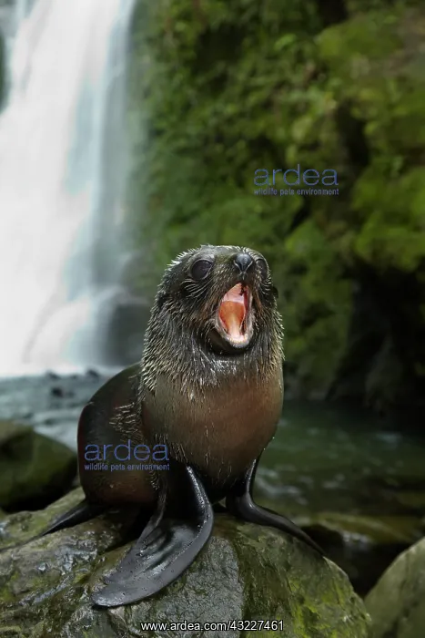 : Baby New Zealand Fur Seal (Arctocephalus : Baby New Zealand Fur Seal (Arctocephalus