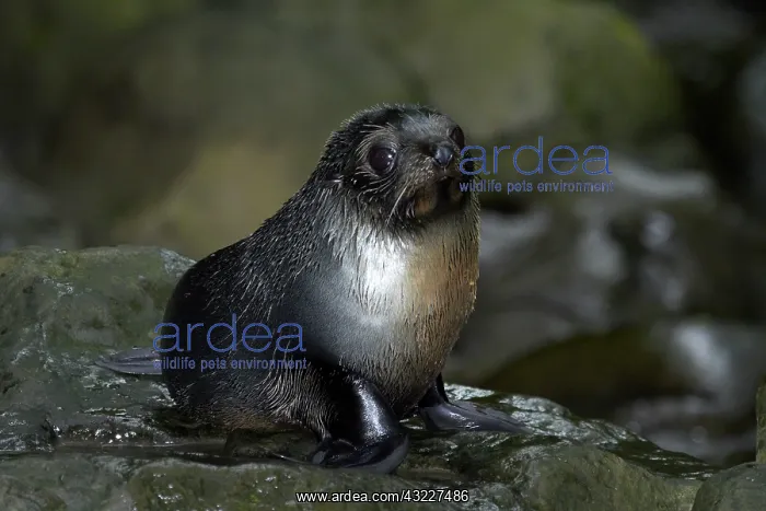 : Baby New Zealand Fur Seal (Arctocephalus : Baby New Zealand Fur Seal (Arctocephalus