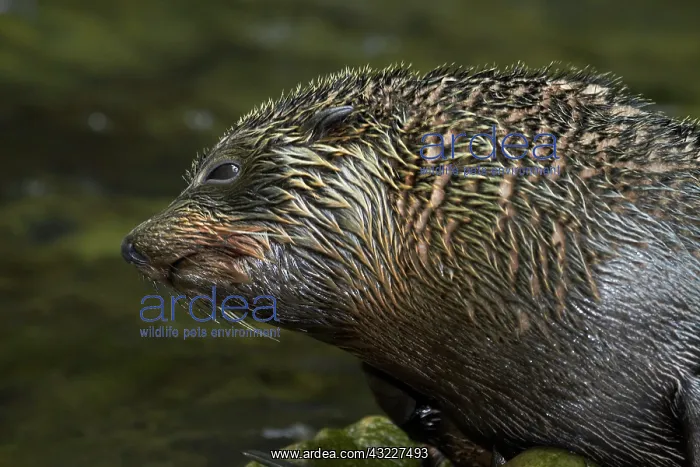 : Baby New Zealand Fur Seal (Arctocephalus : Baby New Zealand Fur Seal (Arctocephalus