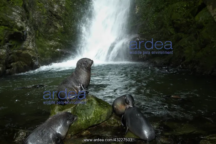 : Baby New Zealand Fur Seals (Arctocephalus : Baby New Zealand Fur Seals (Arctocephalus