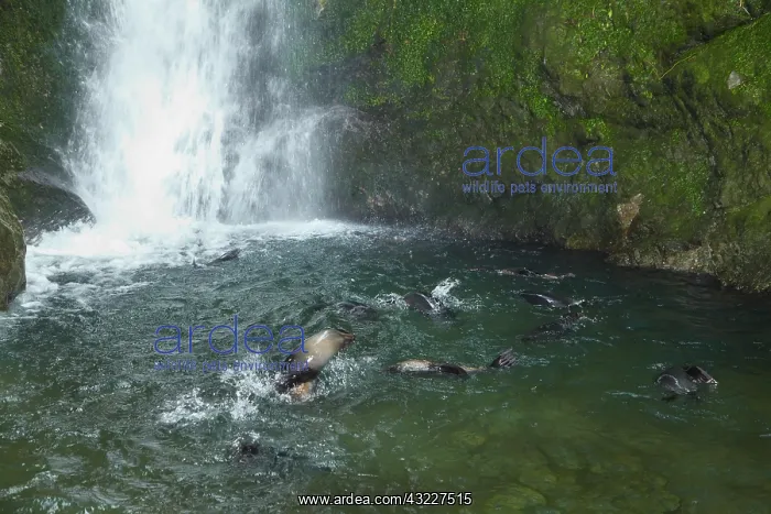 : Baby New Zealand Fur Seals (Arctocephalus : Baby New Zealand Fur Seals (Arctocephalus