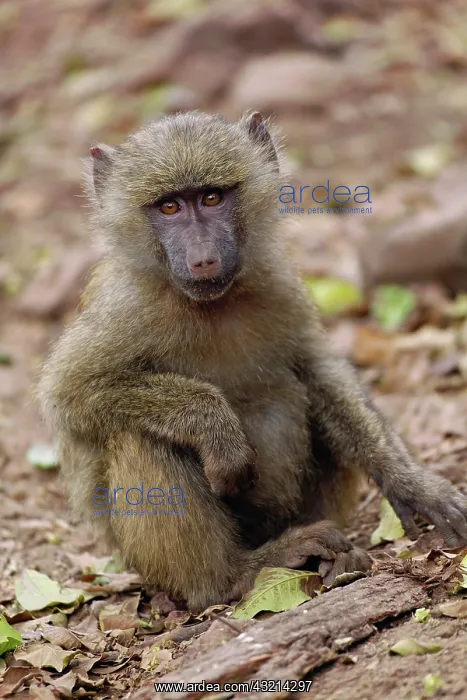 : Baby Olive Baboon, Papio cynocephalus anubis : Baby Olive Baboon, Papio cynocephalus anubis