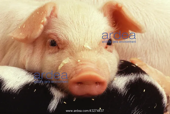 : Baby piglet : Baby piglet