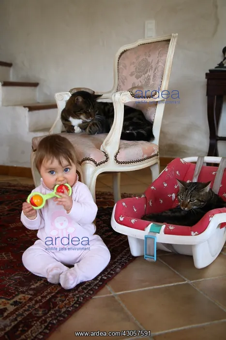: Baby playing with cats around her France : Baby playing with cats around her France