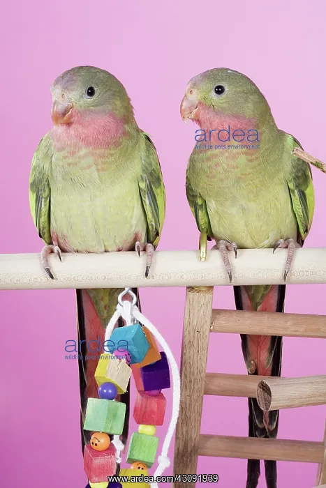 : Baby Princess of Wales Parakeets : Baby Princess of Wales Parakeets