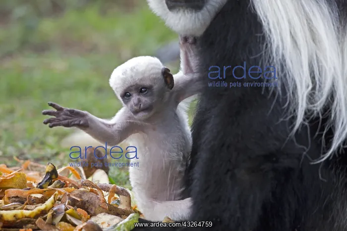 : Baby pure white Black and White Colobus monkey Colobus : Baby pure white Black and White Colobus monkey Colobus