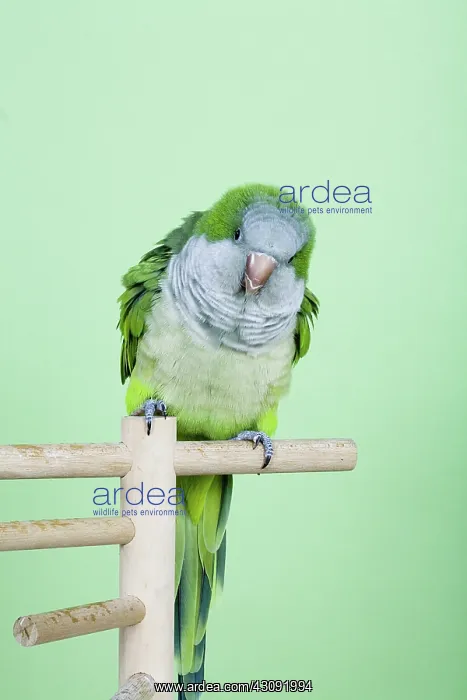 : Baby Quaker Parakeet : Baby Quaker Parakeet