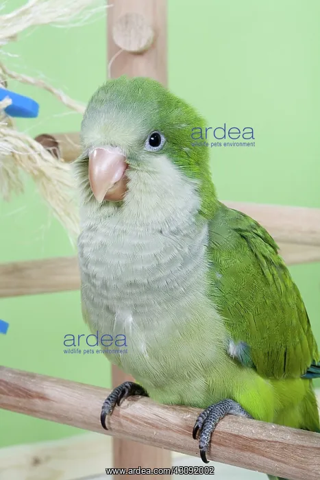 : Baby Quaker Parakeet : Baby Quaker Parakeet