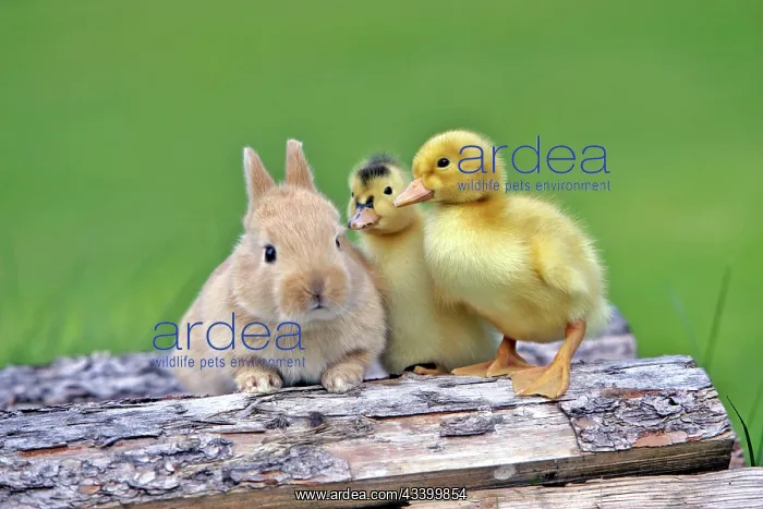 : Baby Rabbit and two Ducklings sitting together : Baby Rabbit and two Ducklings sitting together