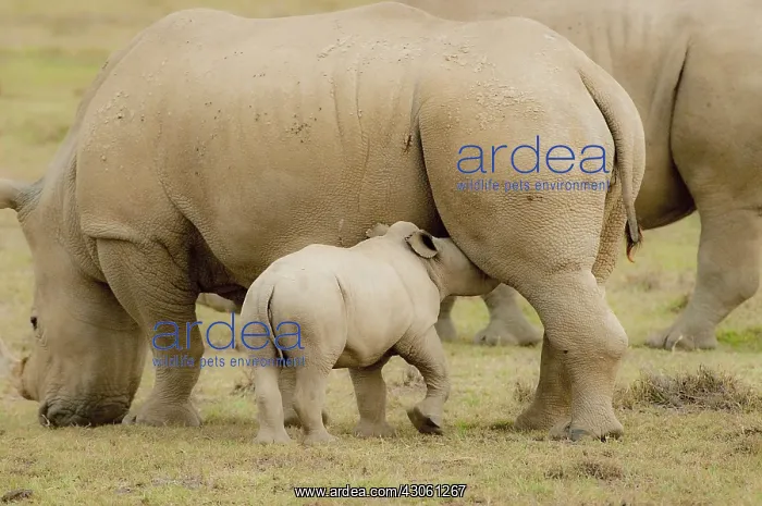 : Baby Rhinoceros nursing while mom continues : Baby Rhinoceros nursing while mom continues