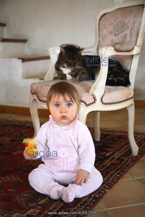 : Baby sitting and cat asleep on a chair France : Baby sitting and cat asleep on a chair France