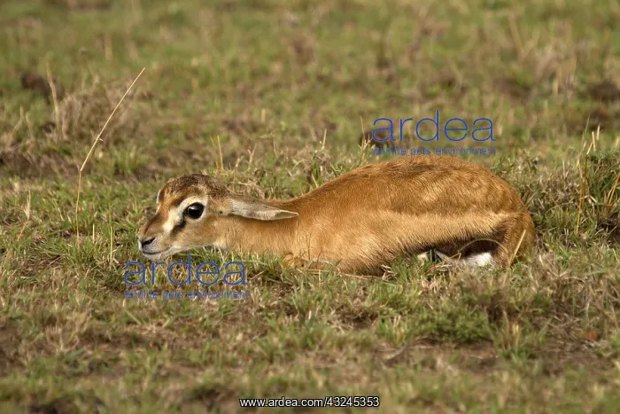 : Baby Thomson's gazelle - hiding in short grass : Baby Thomson's gazelle - hiding in short grass