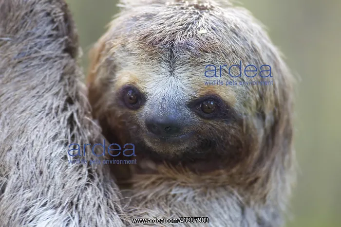 : Baby three-toed sloth (Bradypus variegatus), less : Baby three-toed sloth (Bradypus variegatus), less