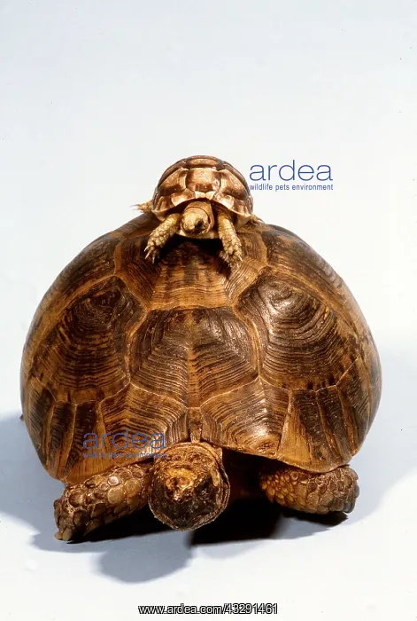 : Baby Tortoise on top of Adult : Baby Tortoise on top of Adult