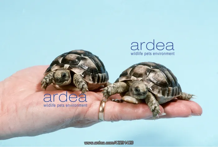  : Baby Tortoise - two on person's hand