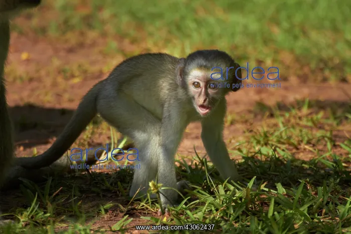 : Baby Vervet monkey (Chlorocebus pygerythrus) : Baby Vervet monkey (Chlorocebus pygerythrus)